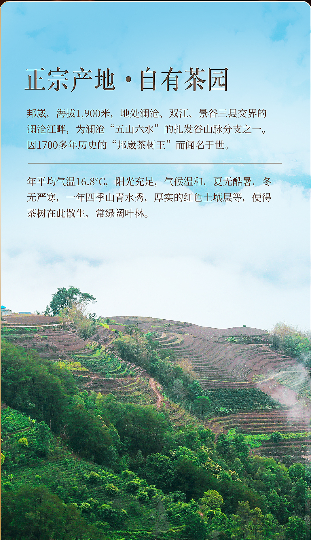 邦崴生茶_02.jpg