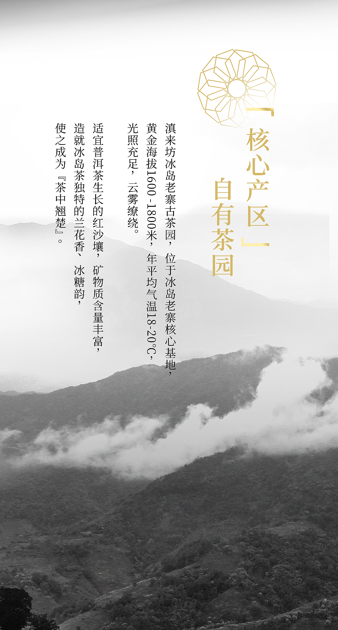 金奖茶2023年冰岛老寨生茶_02.jpg