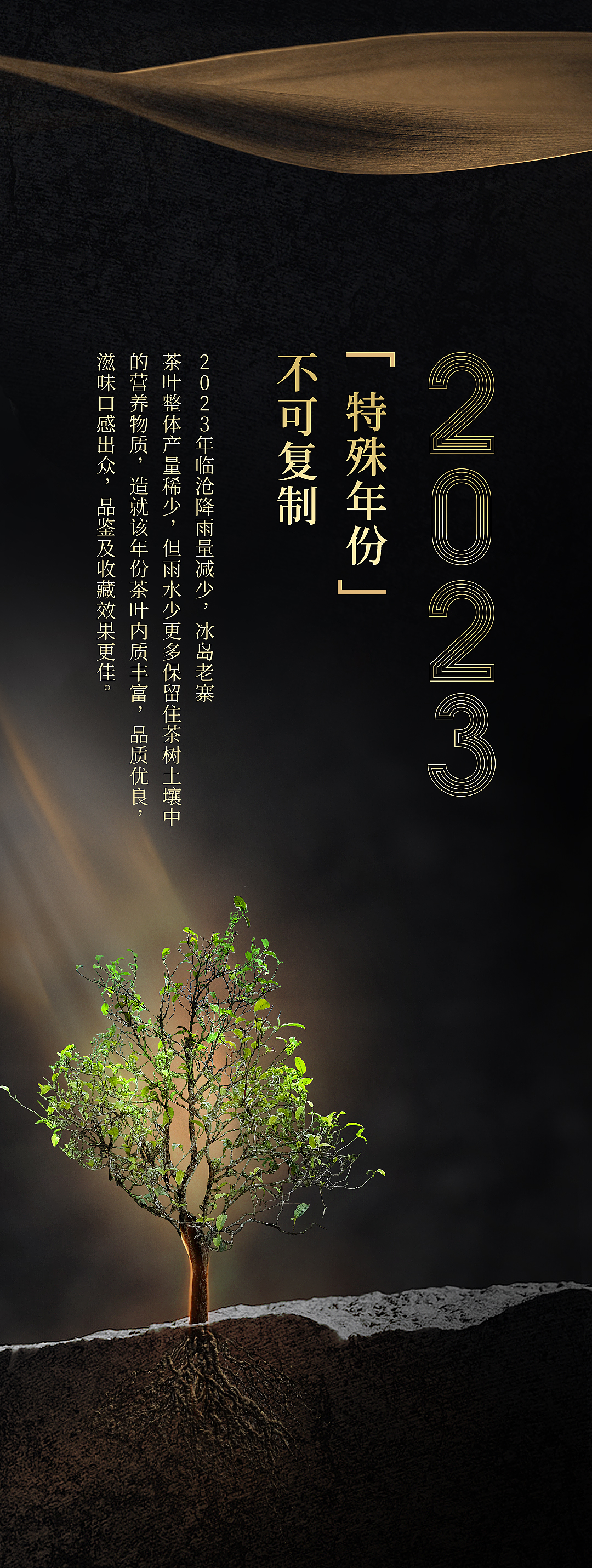 金奖茶2023年冰岛老寨生茶_07.jpg